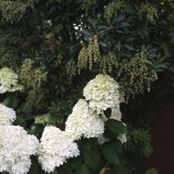 Hydrangea Paniculata Beautiful Perennial Bush. See All Pics.