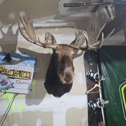 Taxidermy 