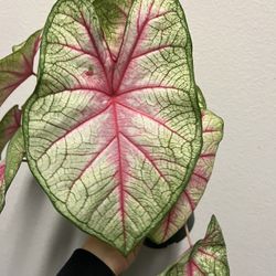 Caladium Plant