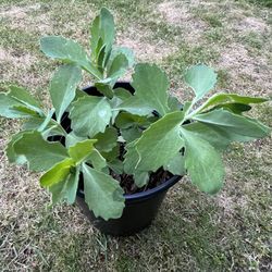 plants