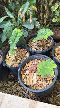 Sweet Tamarind plants