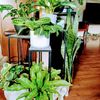 IG: plant paradise SD