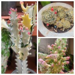 Cactus & Succulents 