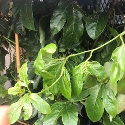 Passion Fruit Plant 1 Gallon Fully Rooted Passion Vine Pack 2 Plants
