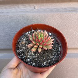 4” Succulent