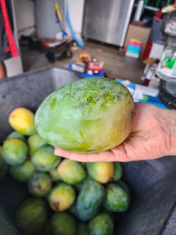 Mango