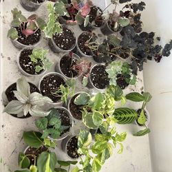 Home Grown House Plants 