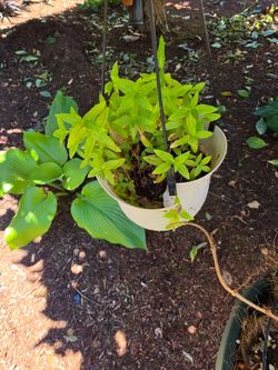 Jade plants $5  ea
