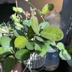 Hoya Lisa