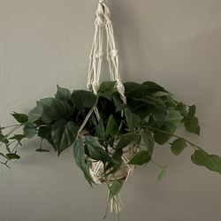 Two Fake Plants