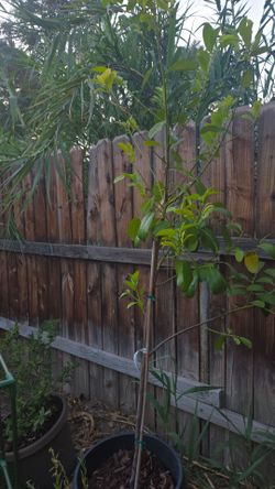 Entire garden for sell