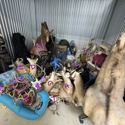 Assorted Animal Mounts