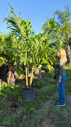Spectacular Christmas Palms 7 feet Tall! Adonidias Plants