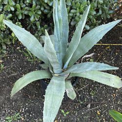 Agave  / Maguey  Plant In A Plastic Pot  