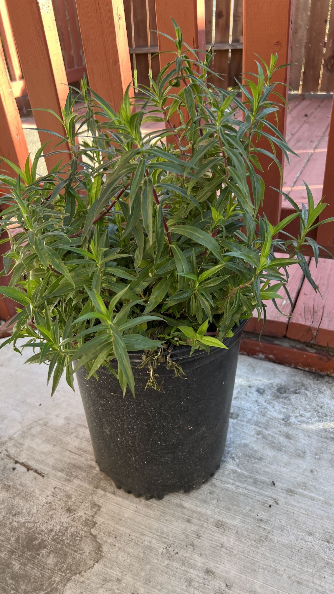 Plant