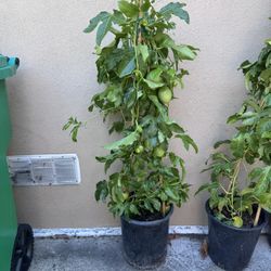 Purple Passion Fruit 4-5 Feet Tall