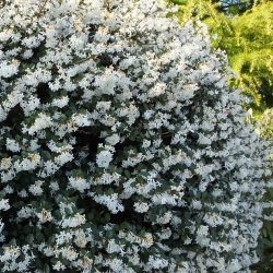 Osmanthus Delavayii Bushes