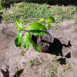 Thriving Mango plant