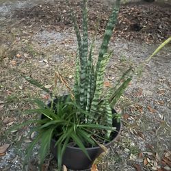 Several Plants For Sale 