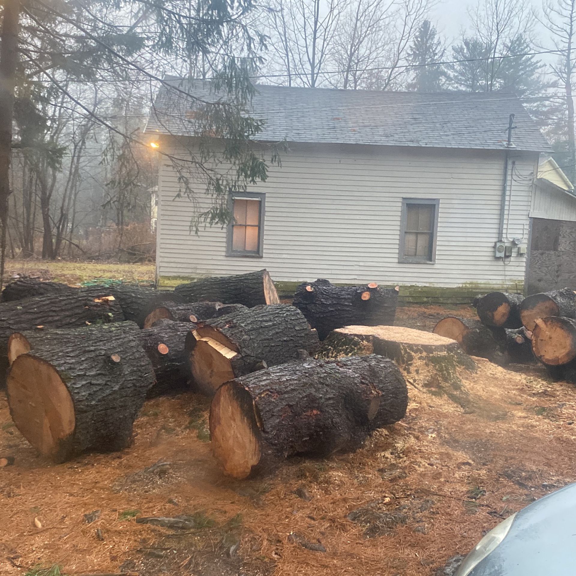 Free Pine Wood Logs Need Them Gone Plz Come Take 