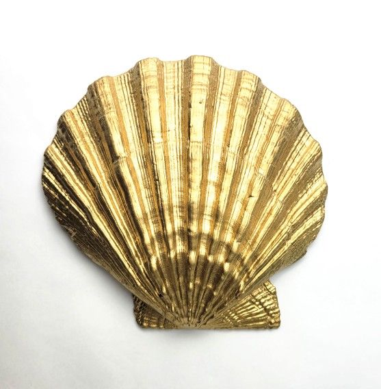 A Beautiful Golden Shell