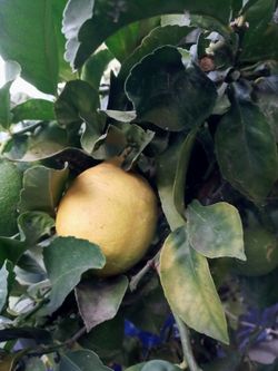 Fresh lemons
