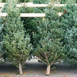 Real Christmas Trees (Free Delivery) 