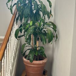 House plant Named Poncho. 