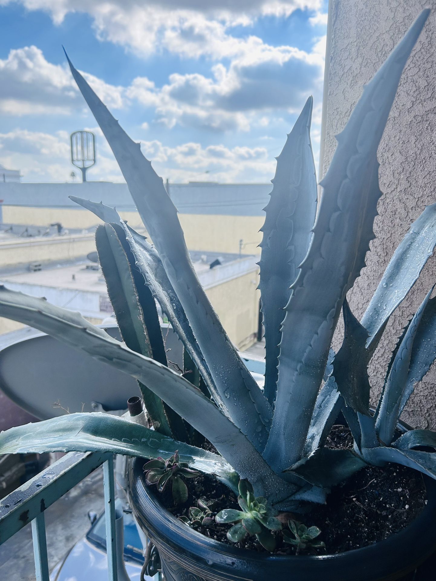 Blue Agave - Main Image
