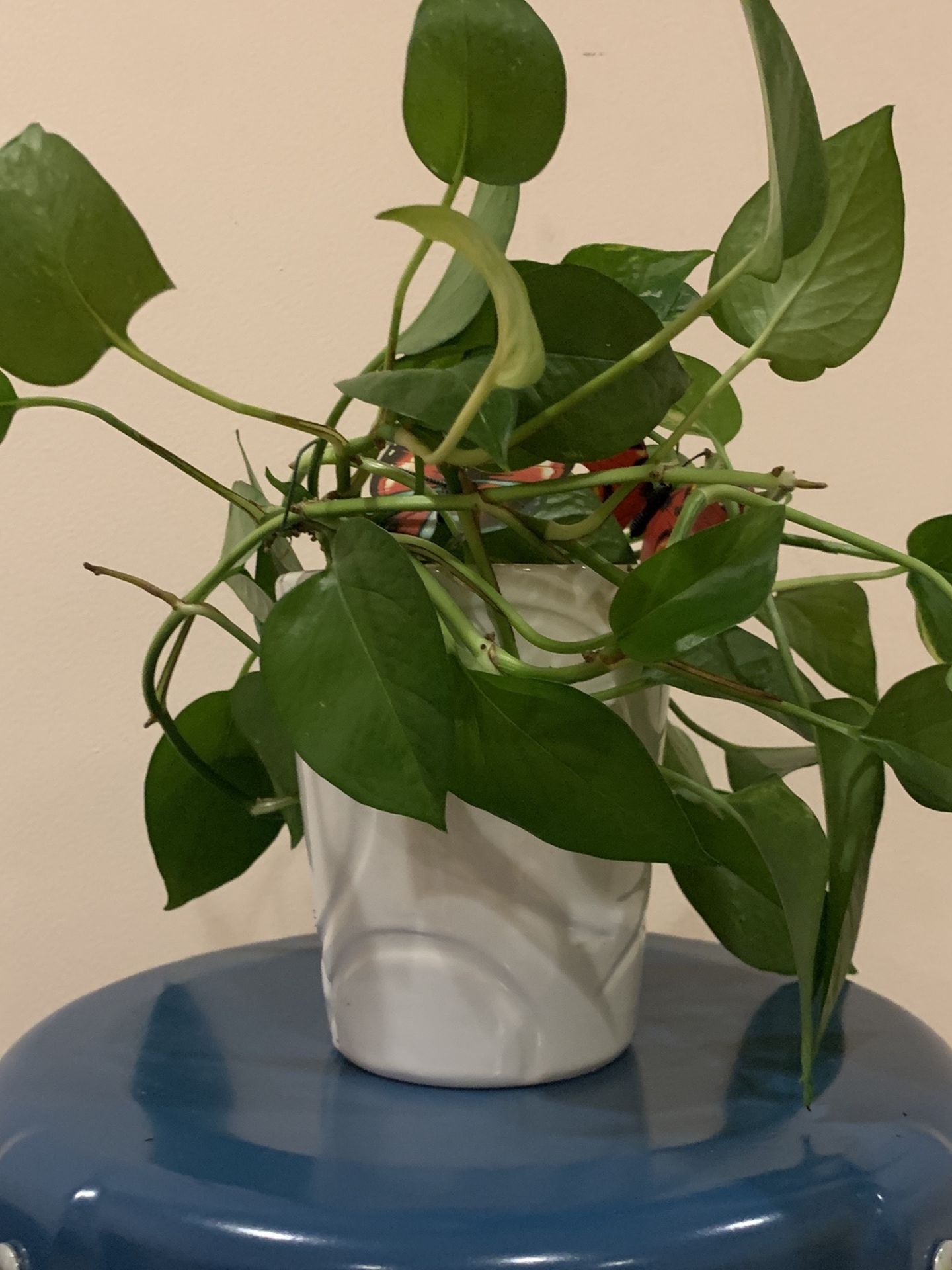 Pothos Houseplant In A Ceramic Pot - Pick Up Only