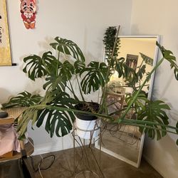 Huge Monstera Deliciosa 