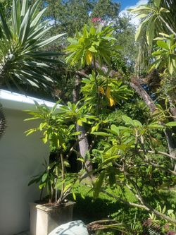 Frangipani plumeria