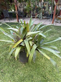 Huge Bromeliad With Multiple Healthy Pups