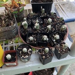 Mammillaria Cactus