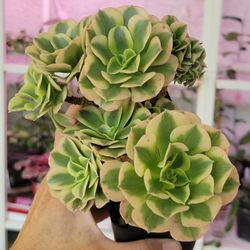 Aeonium Maybach Crested Starter Plants