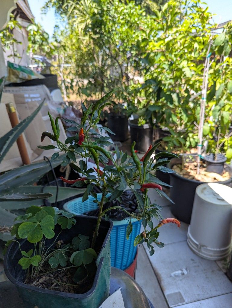 Thailand Chlili Plant