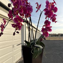 Orchids $5