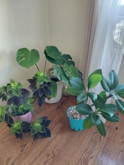 Plants - medium size - moving sale