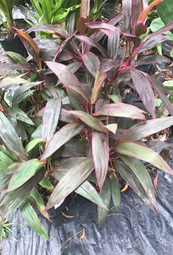 Red Sisters (Ti) Plant