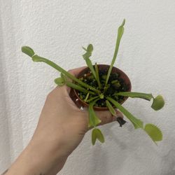 Venus Flytrap