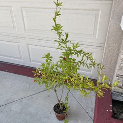 Pomegranate Fruit Tree Plant