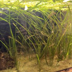 Jungle Vallisneria Aquatic Plants