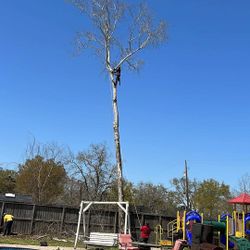 Tree Work