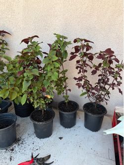 Full grown perilla plant