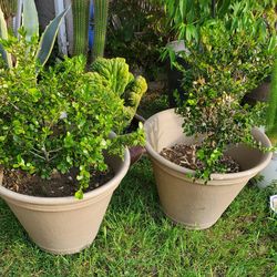 Big Buxus microphylla var. japonica -$30/each or $50/for 2