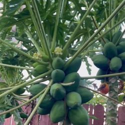 Papayas