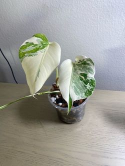 Monstera albo