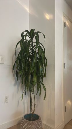 Dracaena live plant