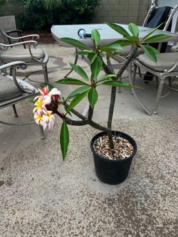Rooted plumeria 3 Gallon Plant
