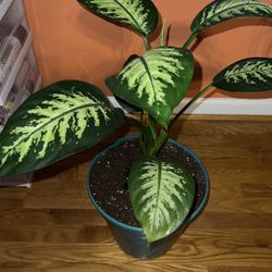 LARGE DIEFFENBACHIA 'TROPIC SNOW'